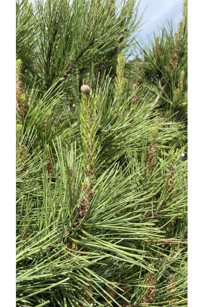 Сосна густоквіткова Окулус Драконіс